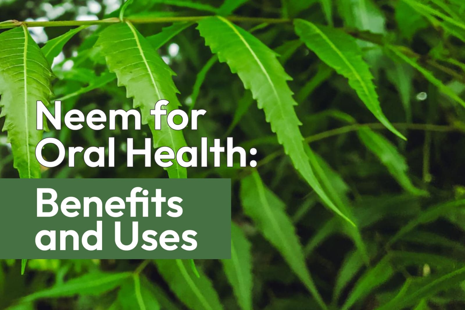 Neem for Oral Health: Benefits and Uses
