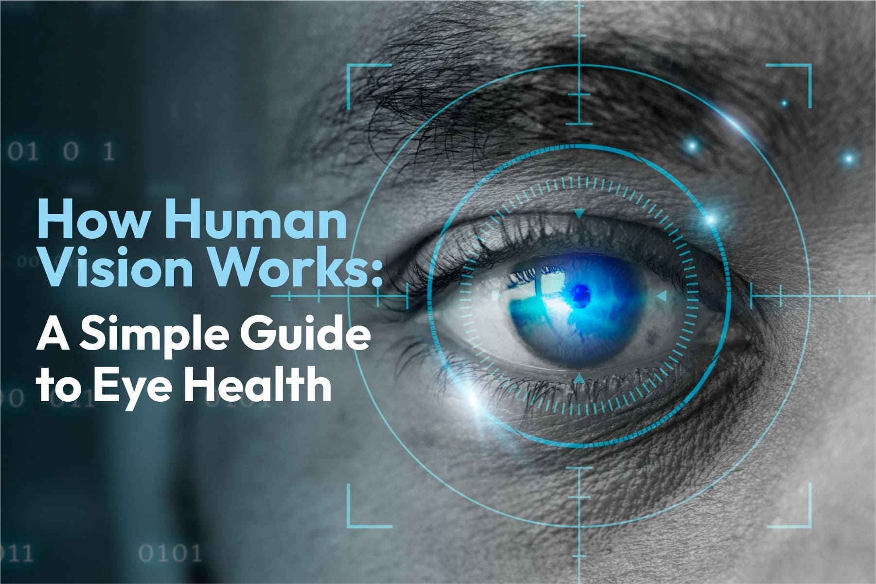 How Human Vision Works: A Simple Guide to Eye Health