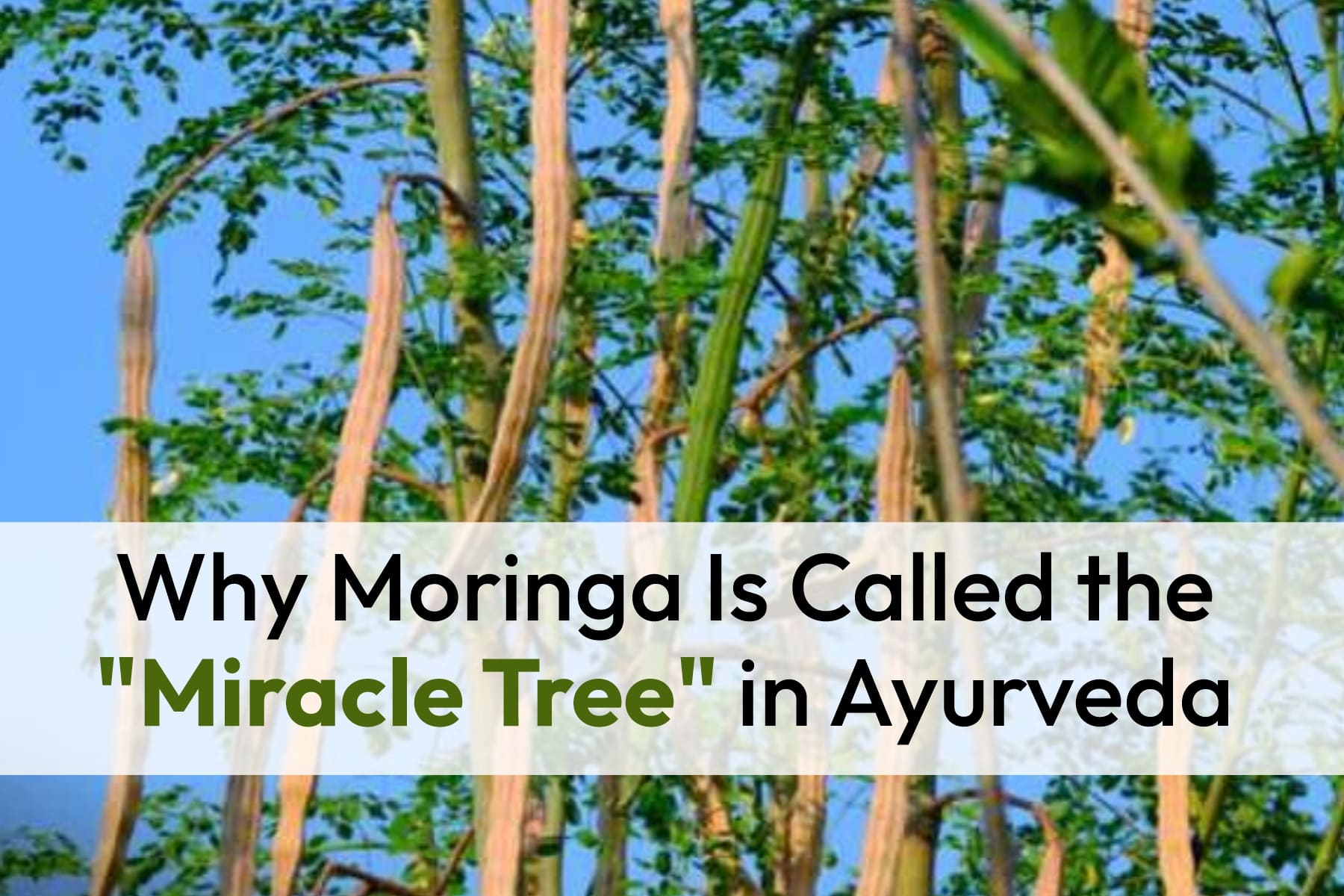 Why Moringa Is Called the "Miracle Tree" in Ayurveda