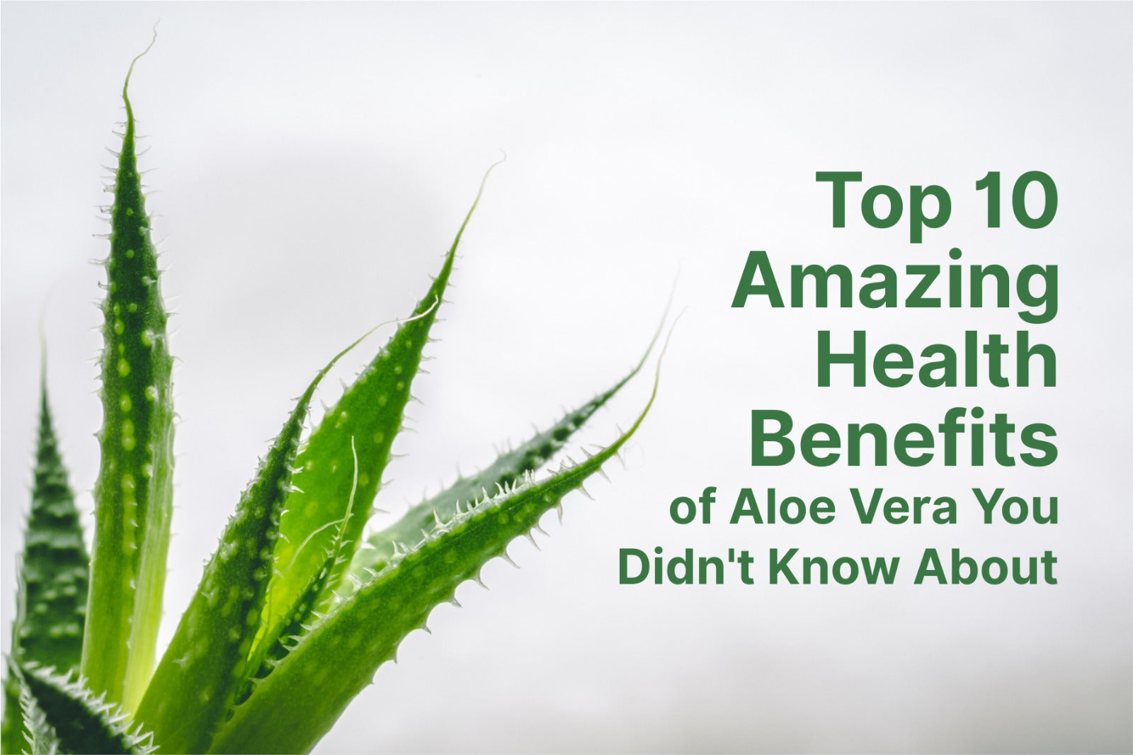 Top 10 Amazing Health Benefits of Aloe Vera You Didn’t Know About