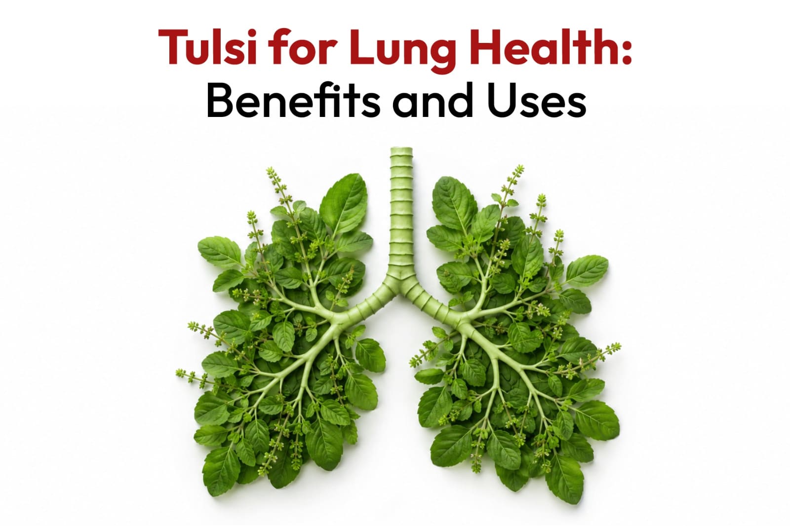 Tulsi for Lung Health: Benefits and Uses