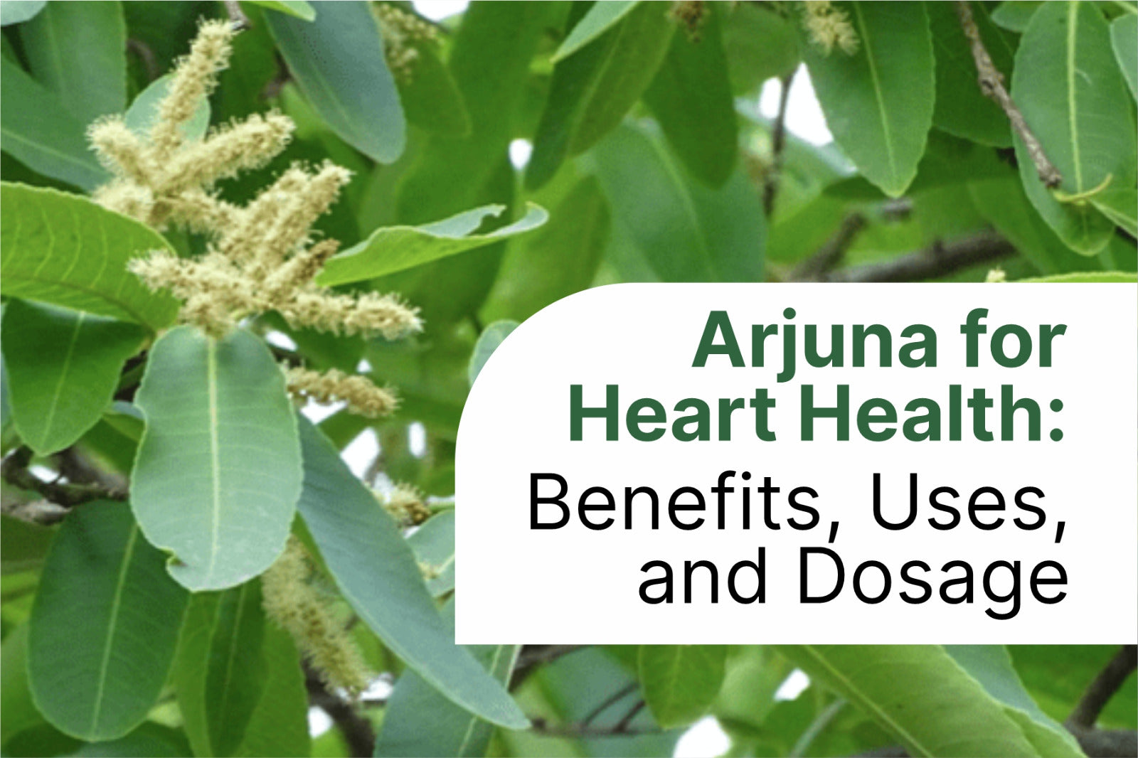 Arjuna for Heart Health: Benefits, Uses, and Dosage