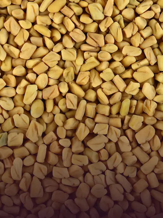 Fenugreek