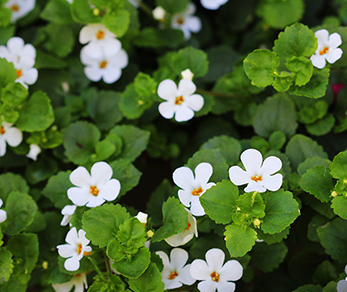 Brahmi
